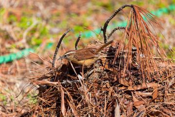 The Carolina wren (Thryothorus ludovicianus)  in the garden. This wren is the state bird of South Carolina.