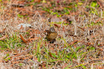 The Carolina wren (Thryothorus ludovicianus).  This wren is the state bird of South Carolina.