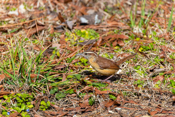 The Carolina wren (Thryothorus ludovicianus).  This wren is the state bird of South Carolina.