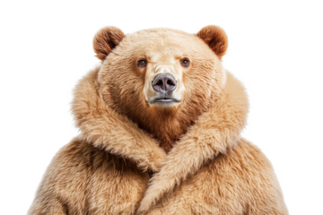 Bear showcases impressive fur in close up capture