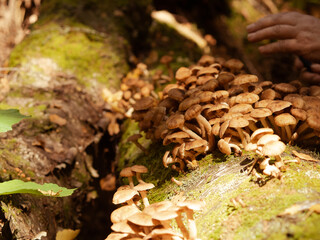 delicious edible mushrooms honey mushrooms grow on a tree