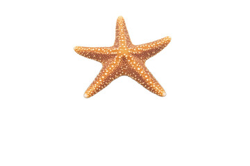 Colorful starfish resting on a white background