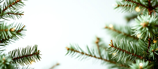 Obraz premium lush green pine branches with golden lights