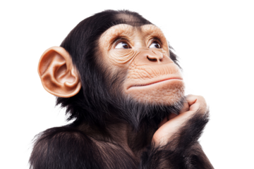 Monkey pondering thoughtfully