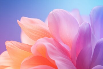Obraz premium Colorful petals of a blooming flower highlighting shades of pink and purple against a dreamy background