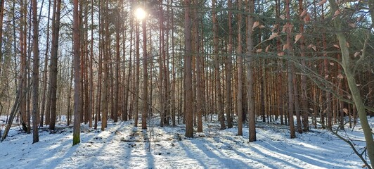 Obraz premium winter forest in the morning