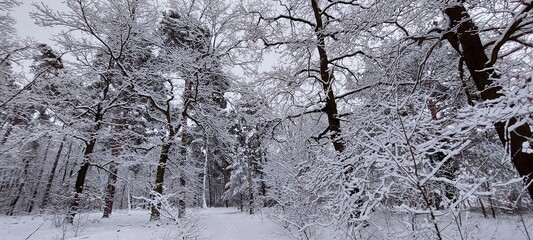 winter forest with snow