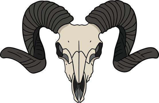 A detailed ram skull with curved horns in flat design style, showcasing intricate features and a minimalist aesthetic in vector art