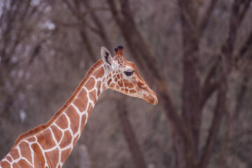 Profile of a serene giraffe with a natural wooded background, displaying its unique pattern