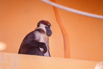 A thoughtful monkey sits in contemplation against an orange backdrop