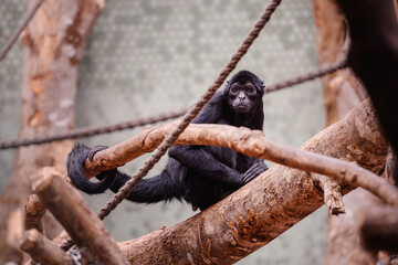 Spider monkeys on a branch, one with an inquisitive look, others in the background