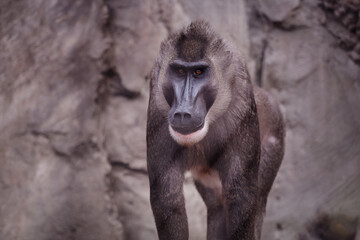 Direct gaze of a dominant baboon against a rocky background
