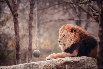 Naklejka premium A majestic lion lies atop a rock, exuding calmness in a natural setting