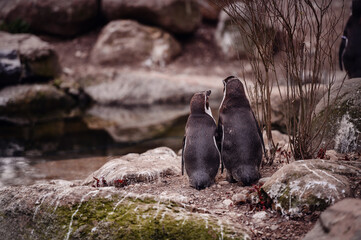 Fototapeta premium Pair of penguins standing close, sharing an intimate moment on rocky terrain by the water