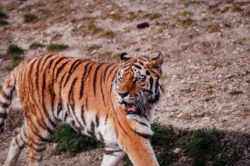 Naklejka premium Powerful tiger strides along the water's edge, a captivating display of wildlife in its habitat