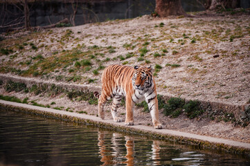Powerful tiger strides along the water's edge, a captivating display of wildlife in its habitat