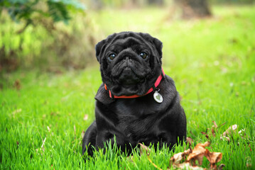 Cute black pug on a walk in the spring park. The dog sits among the first green spring grass and looks at the photographer.