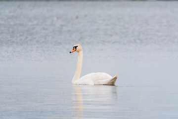 Fototapeta premium Graceful white Swan swimming in the lake, swans in the wild. Portrait of a white swan swimming on a lake.