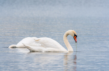 Fototapeta premium Two Graceful white Swans swimming in the lake, swans in the wild