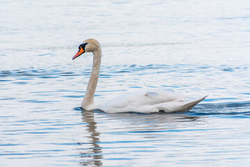 Naklejka premium Graceful white Swan swimming in the lake, swans in the wild. Portrait of a white swan swimming on a lake.