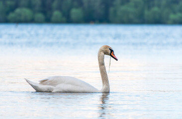 Graceful white Swan swimming in the lake, swans in the wild. Portrait of a white swan swimming on a lake.