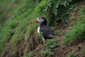 Puffin in wild