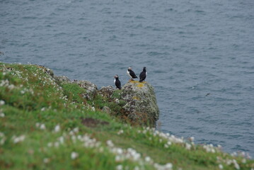 Puffins by ocean