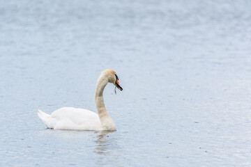 Graceful white Swan swimming in the lake, swans in the wild. Portrait of a white swan swimming on a lake.