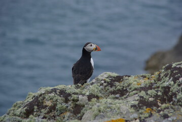 Atlantic puffin on rock