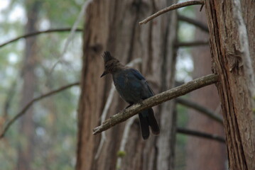 Fototapeta premium Bird on branch