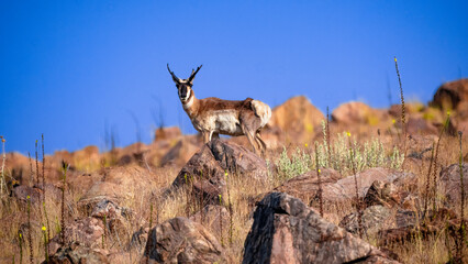 Pronghorn Standing On Rocky Hillside © Michael