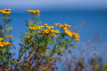 Tansy Tanacetum vulgare flower on a beach by the sea.