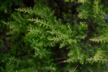Bruyère arborescente