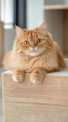 Fluffy ginger cat resting on wood, home interior