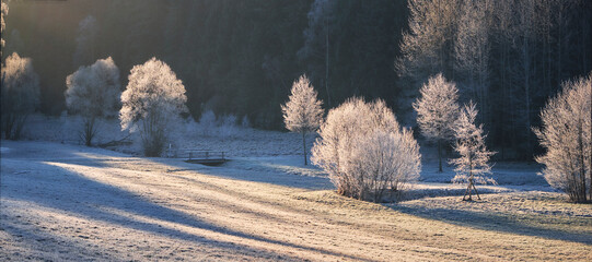 Frostige Bäume im Sonnenlicht, Panorama