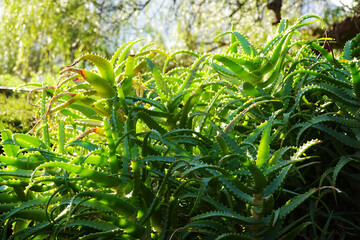 An aloe vera plant in a garden in Alicante region      