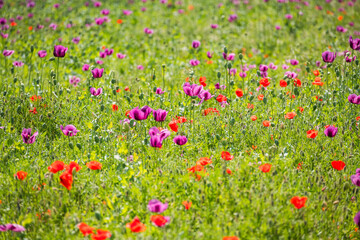 Mixed field of red and violet poppy