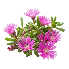 Obraz premium Ice plant isolated on white