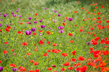 Mixed field of red and violet poppy