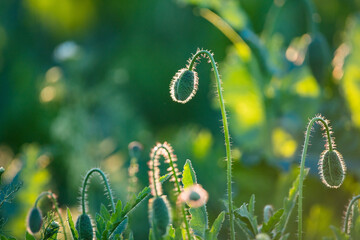 Flower buds of red poppy seed, Czech republic