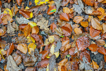 Autumn yellow dirty leaves on the earth floor in big forest.