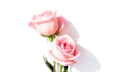 Obraz premium two light pink roses on white background
