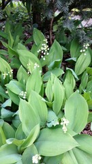 Delicate white lily of the valley flowers with green leaves. A beautiful close-up of spring blooms, symbolizing freshness and nature.