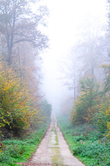 Fabulous forest with trees and road with fog in the autumn day.