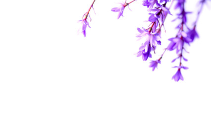 close-up of vibrant purple blossoms against a white background