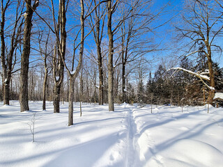 Snowshoe tracks in powder snow on forest trail, sunny shadows under blue sky 