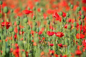 Summer field full of red poppy, Czech republic