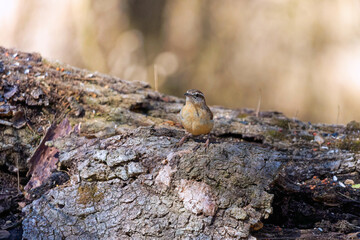 The Carolina wren (Thryothorus ludovicianus).  This wren is the state bird of South Carolina.