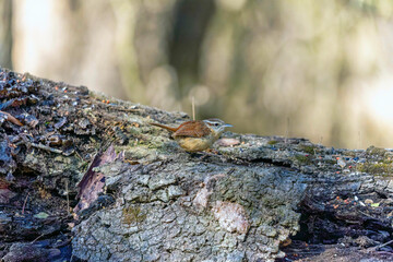 The Carolina wren (Thryothorus ludovicianus).  This wren is the state bird of South Carolina.
