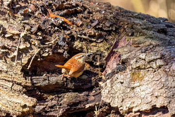 The Carolina wren (Thryothorus ludovicianus).  This wren is the state bird of South Carolina.